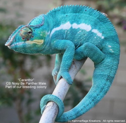 nosy be sire caranthir 2.jpg