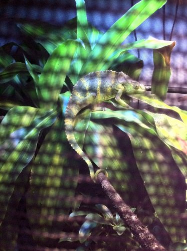 Roar irbo.jpg