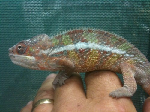 male ambilobelasjibig.jpg