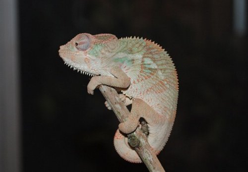 DSC_0136.JPG