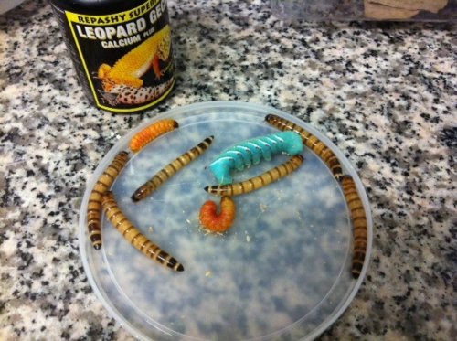 wormsalad.jpg