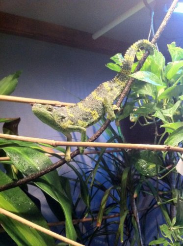 Super POOOOOOOOOOOOOOOOOOOSE.jpg