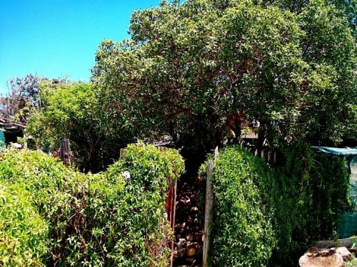 My chameleons 008.jpg