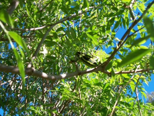 My chameleons 043.jpg