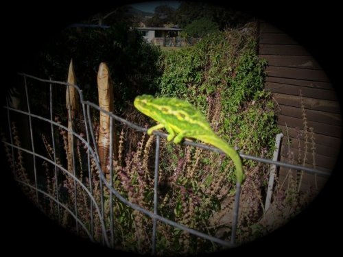 My chameleons 032.jpg
