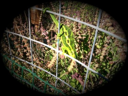 My chameleons 027.jpg