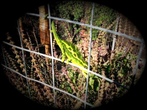 My chameleons 026.jpg