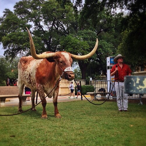 Bevo