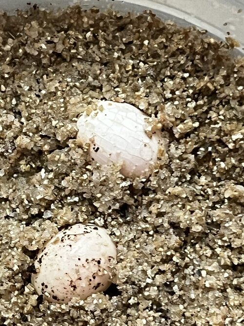 Cham egg crackleing .jpg Cham egg crackleing .jpg