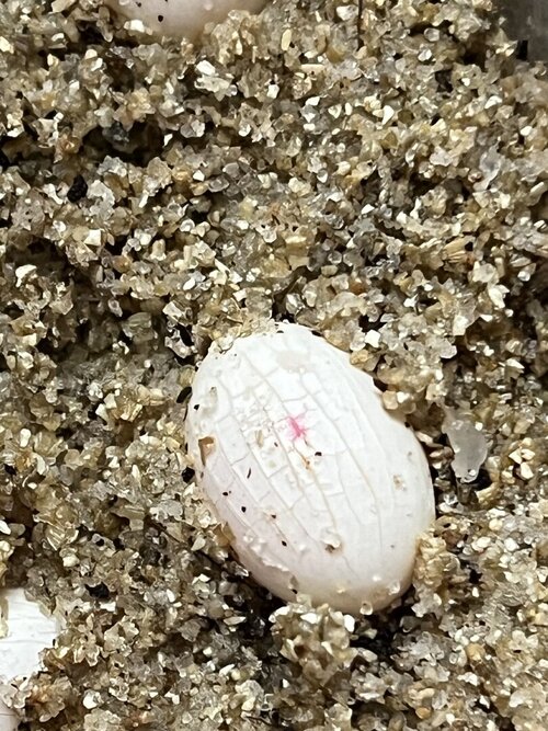 Cham egg crackleing2.jpg Cham egg crackleing2.jpg