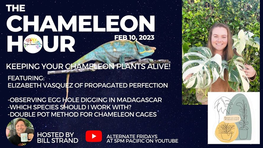Keep Your Chameleon Plants Alive! - Chameleon Hour
