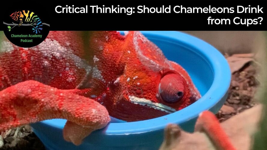 Critical Thinking: Should We Give Chameleons Water Cups?