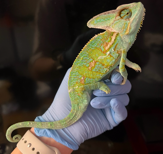 Screen Shot 2023-02-16 at 6.50.48 PM.png