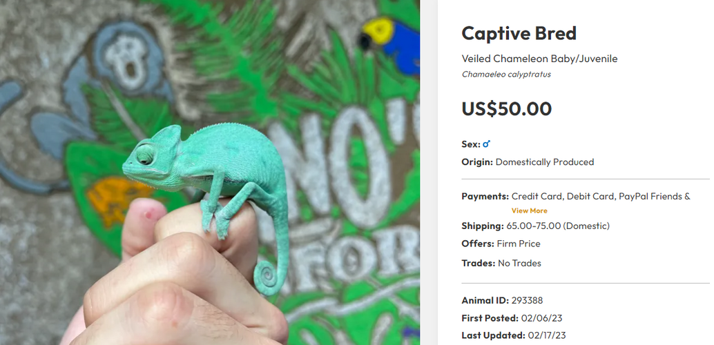 FireShot Capture 015 - Captive Bred Veiled Chameleon by FinosRainforestExoticPets - MorphMar_ ...png