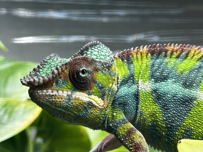 Things I'm Learning And Trying Out In My Chameleon Journey