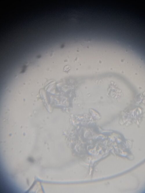 IMG_20230424_164648 (1).jpg