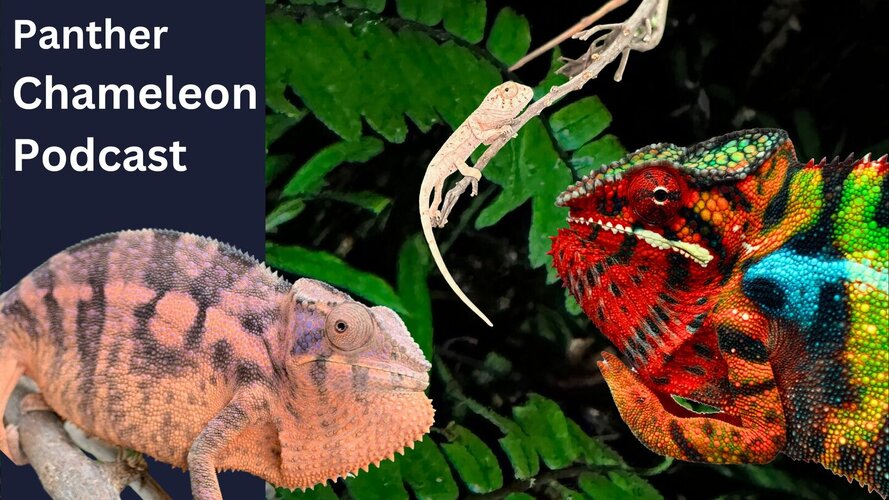 Panther Chameleon Podcast - a New Outreach