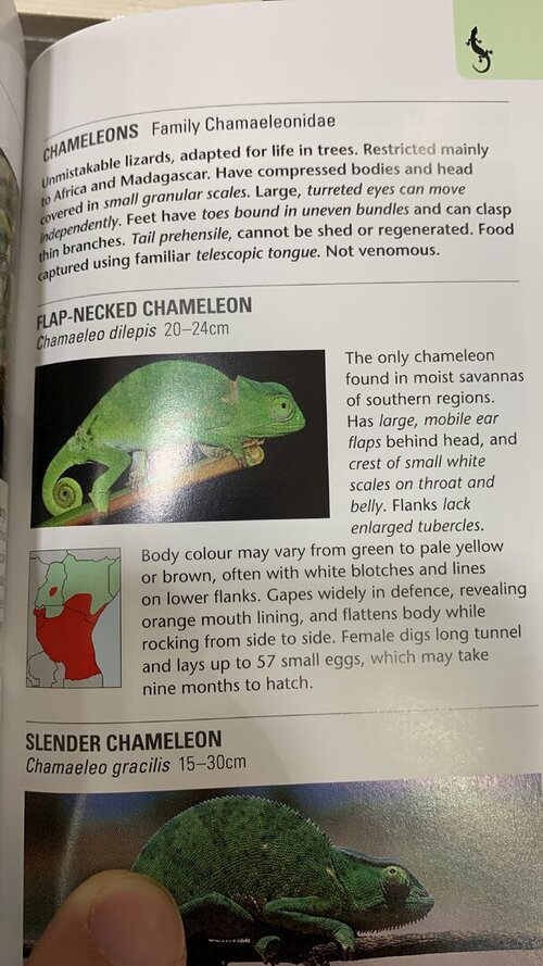 CHAMELEO DILEPIS.JPG