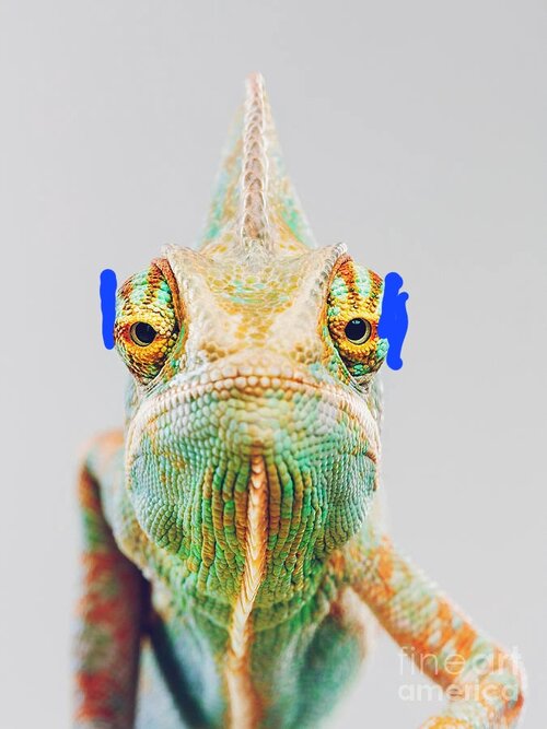 1-cute-chameleon-looking-at-camera-sensorspot (1).jpg