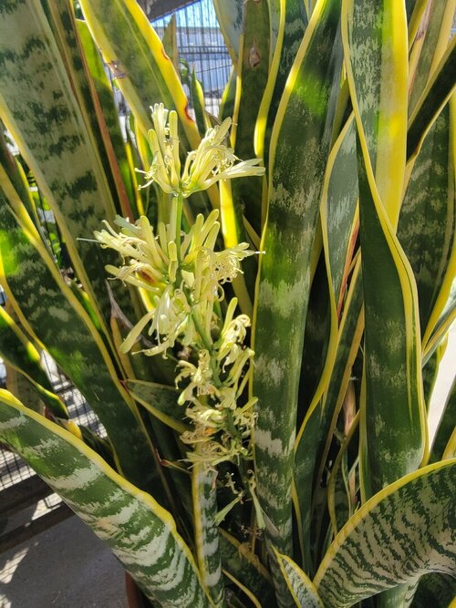 Snake plant bloom.jpg