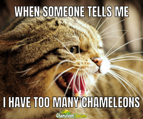 When someone tells me I have too many chams Meme (1080 × 900 px).png