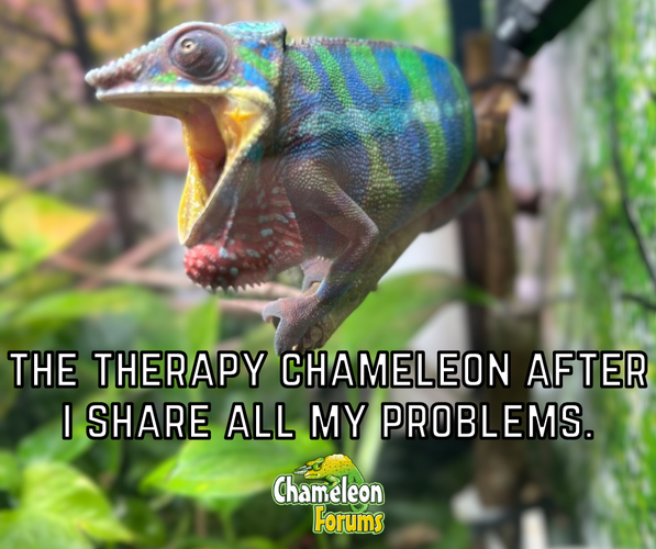 FB The therapy Chameleon after I share all my problems..png
