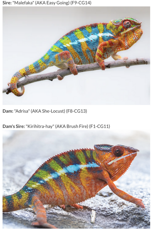 Screenshot 2023-10-02 at 7.48.58 PM.png