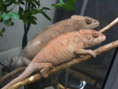 female ambilobes.jpg