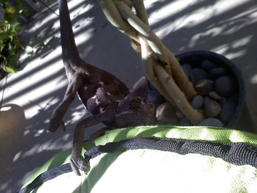darwin hanging.jpg