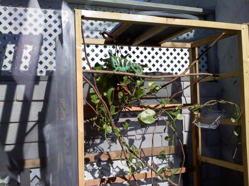 pickles new enclosure.jpg