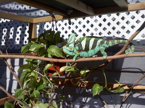 pickles new enclosure2.jpg