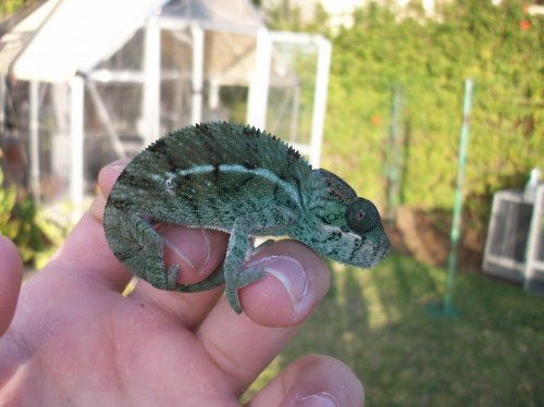 nosy be holdback 003.jpg