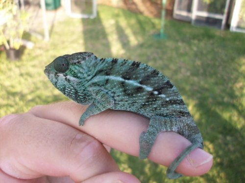 nosy be holdback 009.jpg