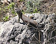 220px-Cape_Girdled_Lizard_Cordylus_cordylus_Cape_Town.jpg