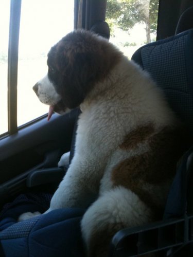 puppy.jpg