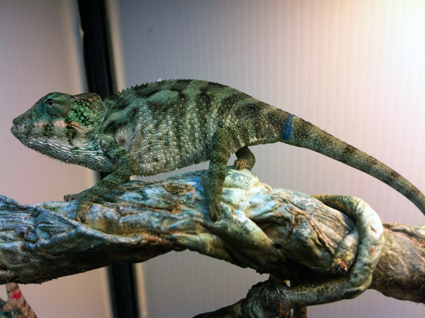Baby Faly 1.JPG