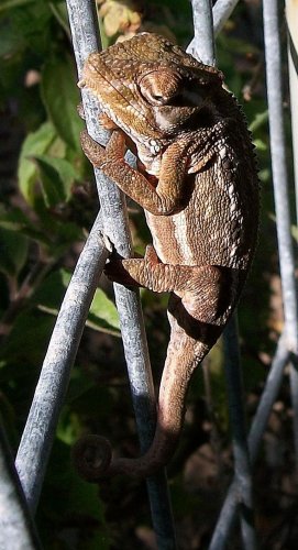 Female juvenile Bradypodion pumilum.jpg