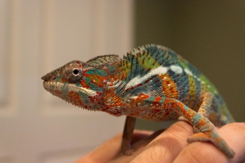 chameleon.jpg