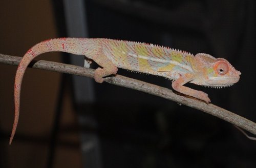 DSC_0032.JPG