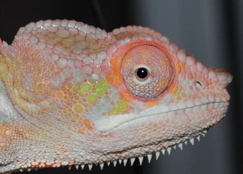head shot.JPG