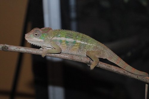 DSC_0066.JPG