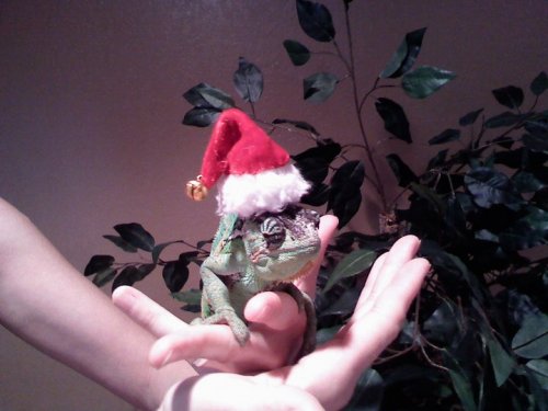 gbxmashatcutest.jpg