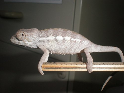 male1.jpg