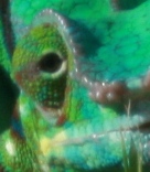 eye2.JPG