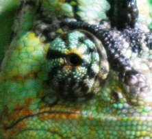 eye3.JPG