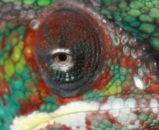 eye4.JPG