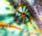 eye5.JPG