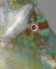 eye6.JPG
