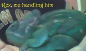 Rex01.jpg