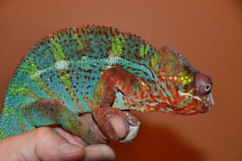 DSC_1034.jpg